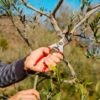découvrez les meilleures techniques de taille pour vos oliviers afin d'optimiser leur croissance et leur production. apprenez à tailler vos arbres pour favoriser leur santé et leur esthétique tout en garantissant des olives savoureuses.