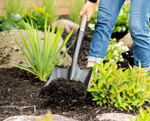 découvrez notre sélection de pelles de qualité, idéales pour tous vos travaux de jardinage, de construction et d'aménagement extérieur. choisissez la pelle qui répond à vos besoins et facilitez vos tâches avec des outils adaptés.