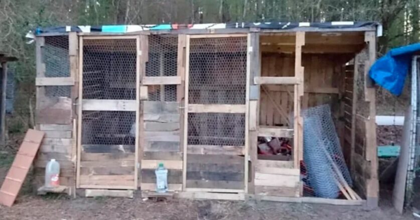 découvrez comment créer votre poulailler économique en palette, une solution écologique et pratique pour élever vos poules à moindre coût. transformez des palettes en un espace confortable et fonctionnel pour vos volatiles tout en embellissant votre jardin.