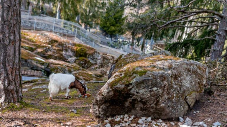 découvrez la location de chèvres pour l’entretien écologique de vos espaces verts : une solution naturelle, économique et respectueuse de l’environnement pour le débroussaillage et l’éco-pâturage.
