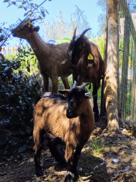 découvrez notre service de location de chèvres en 2025 pour l'entretien écologique de vos espaces verts, animations et événements originaux. solution naturelle, pratique et économique !