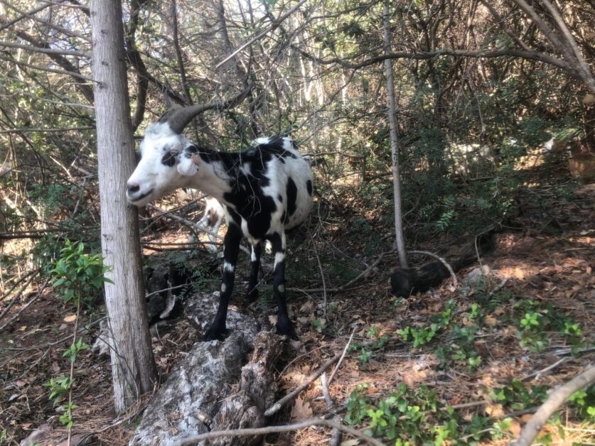 découvrez notre service de location de chèvres pour débroussaillage écologique en 2025, une solution naturelle et efficace pour entretenir vos terrains tout en respectant l'environnement.