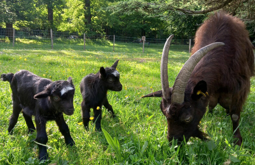 location de chèvres pour débroussaillage écologique en 2025 : une solution naturelle, efficace et durable pour entretenir vos terrains tout en respectant l'environnement.