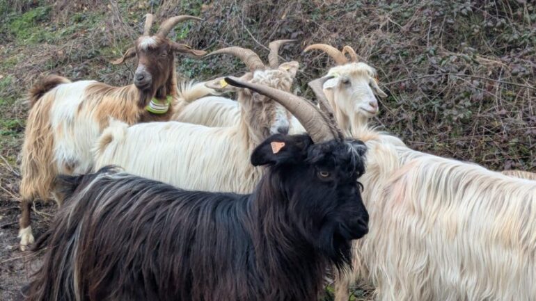 location de chèvres pour débroussaillage écologique en 2025 : solution naturelle et durable pour entretenir vos espaces verts.