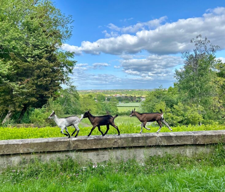 louer une chèvre pour un entretien écologique de votre terrain : une solution naturelle, efficace et respectueuse de l'environnement.