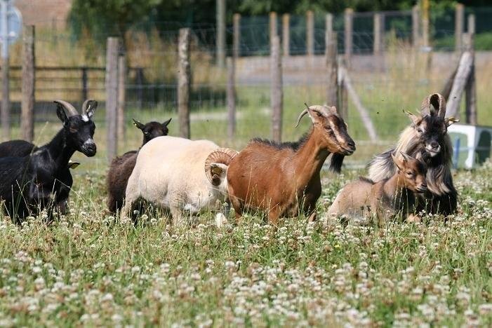louer une chèvre pour entretenir votre terrain de manière écologique et naturelle. une solution durable et efficace pour le nettoyage et la gestion de la végétation.